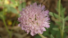 Knautia integrifolia