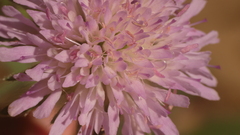 Knautia integrifolia
