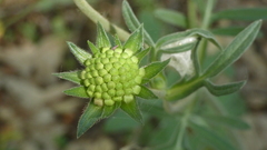 Knautia integrifolia