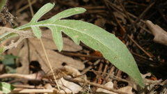 Knautia integrifolia
