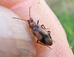 Notoxus monoceros