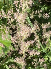 Calamagrostis epigejos