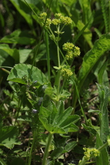 Alchemilla propinqua