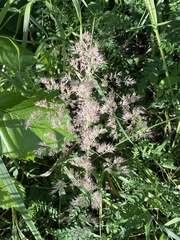 Calamagrostis epigejos