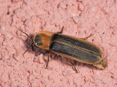 Lampyris ambigena