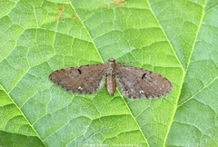Eupithecia assimilata