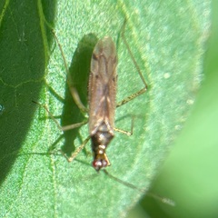 Dicyphus errans