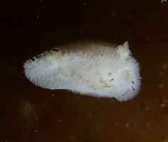 Atagema alba