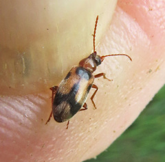 Notoxus monoceros