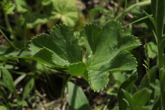 Alchemilla propinqua
