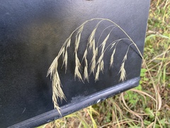Bromus benekenii