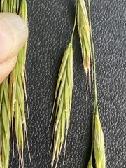 Bromus benekenii