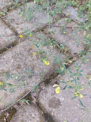 Medicago falcata