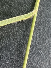 Bromus benekenii