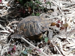 Testudo graeca