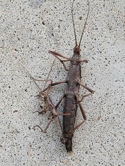 Anisomorpha ferruginea