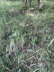 Bromus benekenii