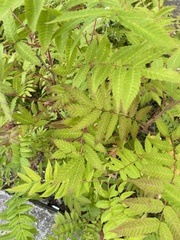 Sorbaria sorbifolia