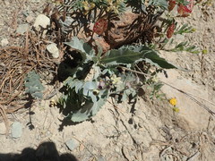 Streptanthus barbatus