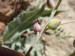 Streptanthus barbatus