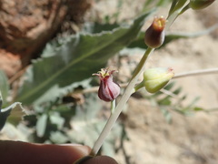 Streptanthus barbatus