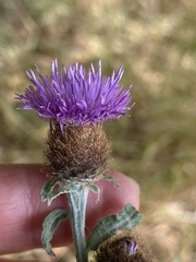 Centaurea nemoralis