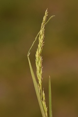Poa secunda secunda