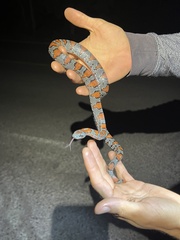 Lampropeltis mexicana