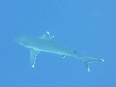 Carcharhinus albimarginatus