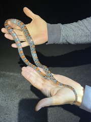 Lampropeltis mexicana