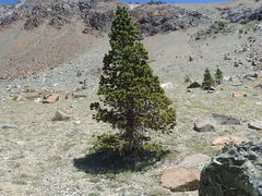 Pinus balfouriana