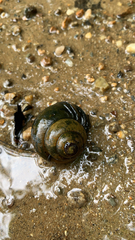 Cipangopaludina chinensis