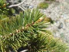 Pinus balfouriana