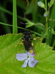 Macropis