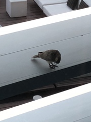 Streptopelia senegalensis