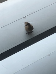 Streptopelia senegalensis