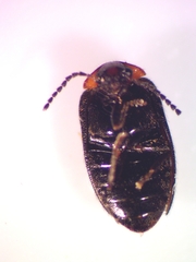 Nyholmia collaris