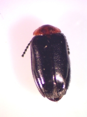 Nyholmia collaris