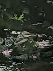 Motacilla cinerea