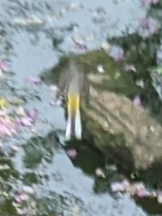 Motacilla cinerea