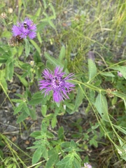 Centaurea jacea