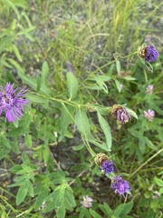 Centaurea jacea