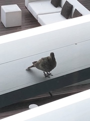 Streptopelia senegalensis