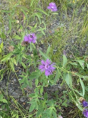 Centaurea jacea