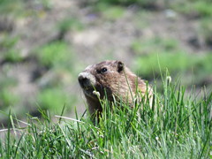 Marmota olympus