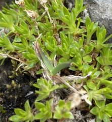 Silene acaulis