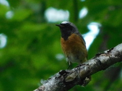 Phoenicurus phoenicurus