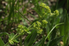Alchemilla propinqua