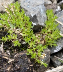Silene acaulis