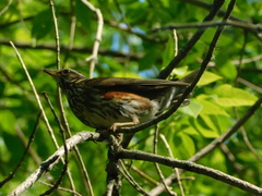 Turdus iliacus